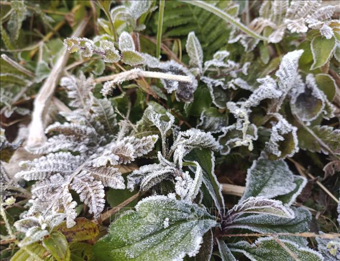 Sương mối tạo thành lớp băng mỏng trên cây cối. Ảnh: Đức Thọ - TTXVN.