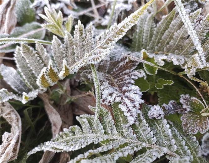 Sương mối tạo thành lớp băng mỏng trên cây cối. Ảnh: Đức Thọ - TTXVN.