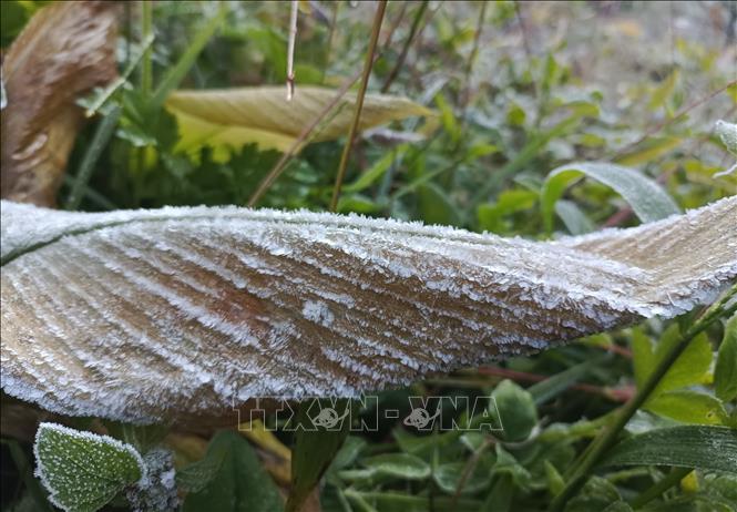  Sương mối tạo thành lớp băng mỏng trên cây cối. Ảnh: Đức Thọ - TTXVN.