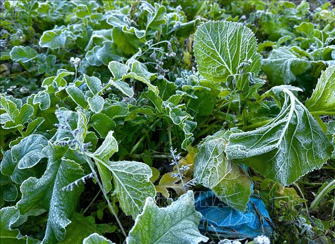 Sương mối tạo thành lớp băng mỏng trên cây cối, rau màu. Ảnh: Đức Thọ - TTXVN.