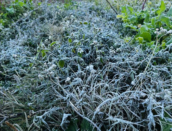  Sương mối tạo thành lớp băng mỏng trên cây cối. Ảnh: Đức Thọ - TTXVN.