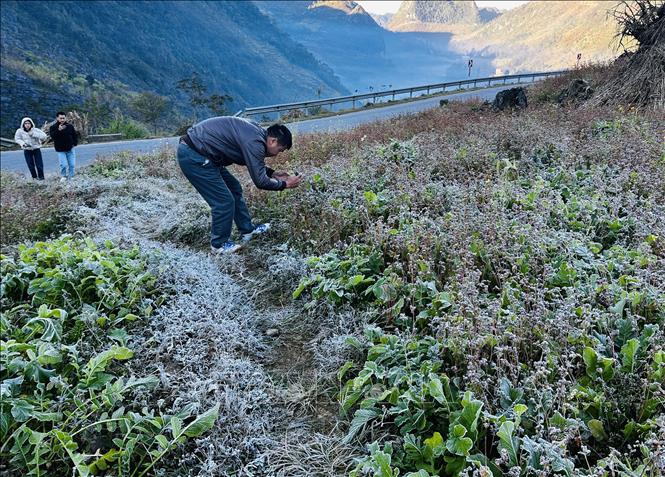 Nhiều du khách thích thú khi chứng kiến hiện tương sương mối tạo thành lớp băng mỏng trên cây cối ở xã Đồng Văn. Ảnh: Đức Thọ - TTXVN.