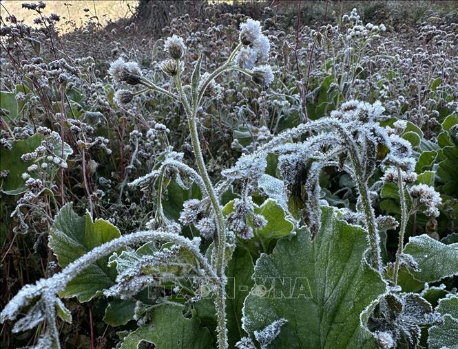  Sương mối tạo thành lớp băng mỏng trên cây cỏ. Ảnh: Đức Thọ - TTXVN.