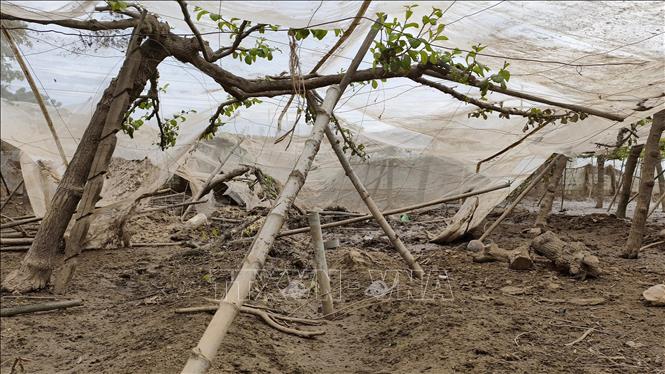 Mưa lũ khiến nhiều vườn táo tại xã Phước Hậu (Khánh Hòa) bị thiệt hại nặng. Ảnh: Nguyễn Thành – TTXVN