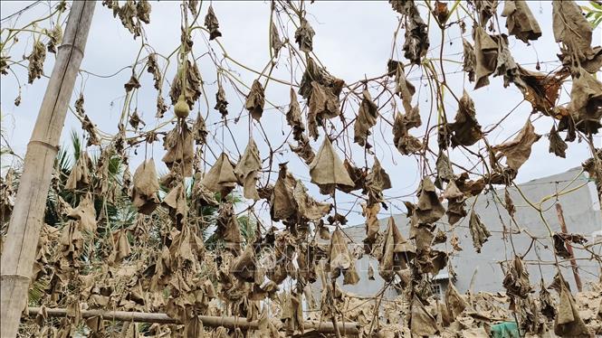 Cây trồng của người dân xã Phước Hậu (Khánh Hòa) bị thiệt hại do mưa lũ. Ảnh: Nguyễn Thành – TTXVN