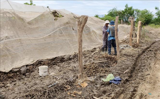 
Nông dân xã Phước Hậu (Khánh Hòa) dựng lại hàng rào bảo vệ vườn táo để khôi phục sản xuất. Ảnh: Nguyễn Thành – TTXVN
