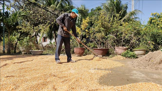 Người dân xã Phước Hậu (Khánh Hòa) tranh thủ thời tiết nắng ráo để phơi ngô bị ngập sau mưa lũ. Ảnh: Nguyễn Thành – TTXVN