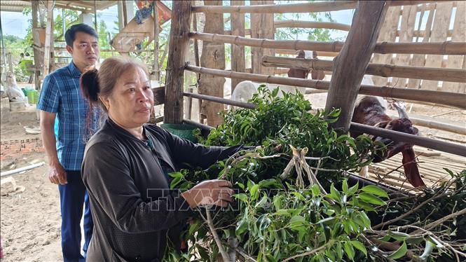 Cán bộ phòng Kinh tế xã Phước Hậu (Khánh Hòa) kiểm tra tình hình chăn nuôi dê của hộ dân trên địa bàn bị thiệt hại nặng do mưa lũ. Ảnh: Nguyễn Thành – TTXVN