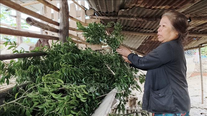 Bà Nguyễn Thị Hồng (xã Phước Hậu, Khánh Hòa) xót xa chăm sóc đàn dê 28 con giờ chỉ còn 4 con sau đợt mưa lũ vừa qua. Ảnh: Nguyễn Thành - TTXVN