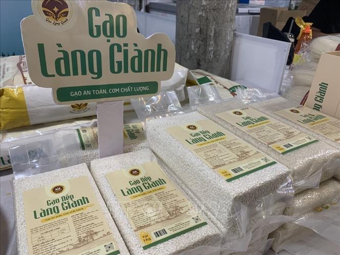 Đặc sản gạo làng Giành của tỉnh Hưng Yên. Ảnh: Mạnh Minh – TTXVN