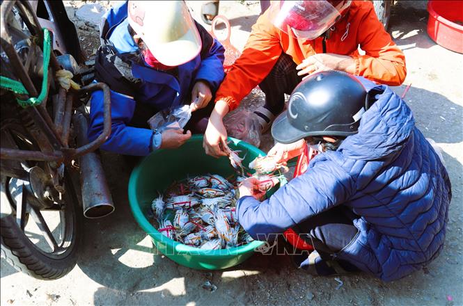 Crabs caught from bamboo rafts are widely sold by traders at local markets in coastal communes. Photo: Xuan Tien - VNA 