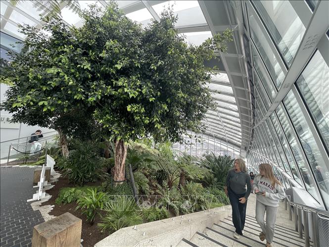 Sky Garden là khu vườn công cộng cao nhất London. Ảnh: Minh Hợp-Phóng viên TTXVN tại Anh