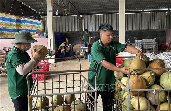 Công nhân làm việc tại Công ty TNHH MTV Phát Đặng (xã Song Lộc, tỉnh Vĩnh Long). Ảnh: Thanh Hòa - TTXVN