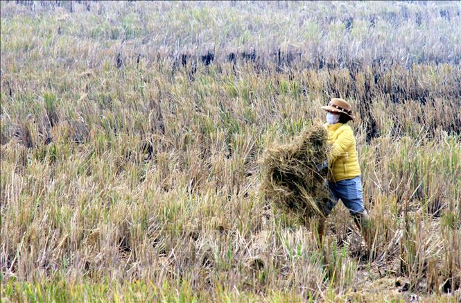 Người dân xã thu gom rơm rạ để đốt ngay trên cánh đồng. Ảnh: Thái Thuần – TTXVN
