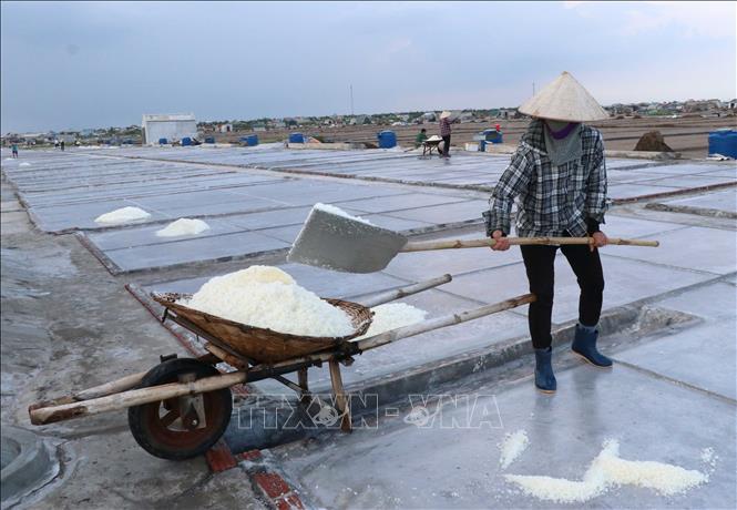 Người dân thu hoạch muối. Ảnh: Công Luật - TTXVN