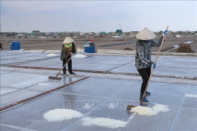 Người dân xã Giao Bình, tỉnh Ninh Bình thu hoạch muối.  Ảnh: Công Luật - TTXVN