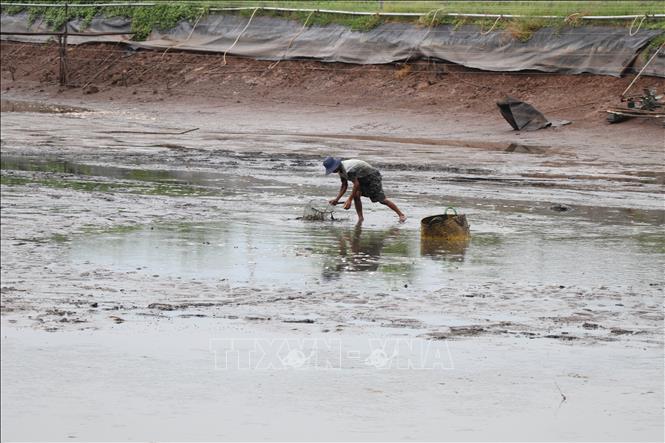 Nông dân xã Vinh Kim chuẩn bị ao nuôi cá rô phi cho vụ mới. Ảnh: Thanh Hòa- TTXVN
