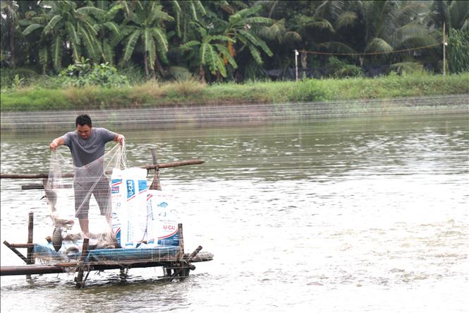 Nông dân xã Vĩnh Kim thu hoạch cá rô phi. Ảnh: Thanh Hòa- TTXVN