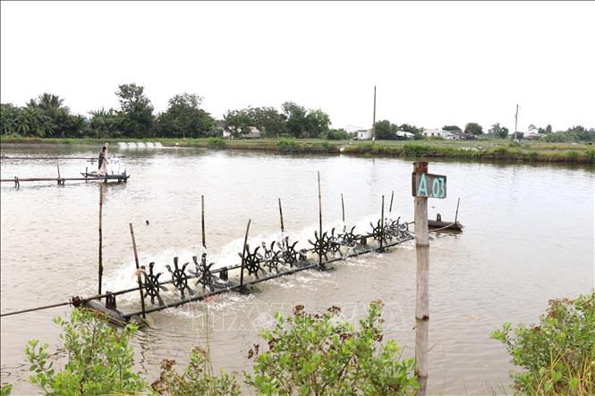 Ao nuôi cá rô phi ở xã Vĩnh Kim. Ảnh: Thanh Hòa- TTXVN