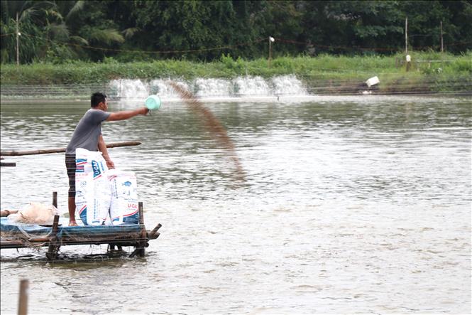 Nông dân cho cá rô phi ăn tại ao nuôi ở xã Vĩnh Kim, Vĩnh Long. Ảnh: Thanh Hòa- TTXVN