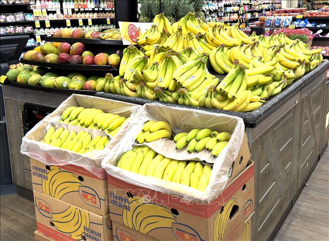 Mỹ nhập khẩu chuối chủ yếu từ Ecuador và Trung Mỹ, giá tăng do thuế cao và gián đoạn sản xuất, nhưng mức tăng không lớn. Ảnh: Ngọc Quang - PV TTXVN tại Mỹ 