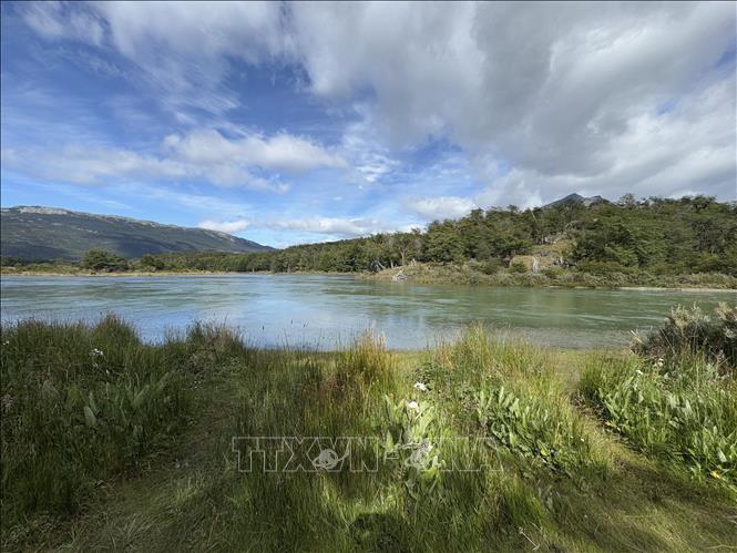 Thảm thực vật đặc trưng tại thành phố Ushuaia, thuộc tỉnh Tierra del Fuego của Argentina, thành phố cực Nam của thế giới nằm ở vĩ độ 54°48′ Nam, là điểm dân cư gần Nam Cực nhất. Ảnh: Diệu Hương-PV TTXVN tại Argentina