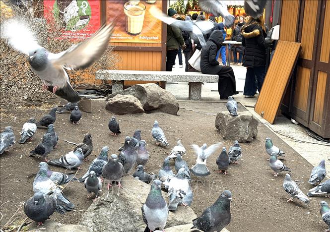 Đàn chim bồ câu tụ tập trên mặt đất, tạo nên khung cảnh bình yên tại Hội chợ Christkindlmarket. Ảnh: Ngọc Quang-PV TTXVN tại Mỹ