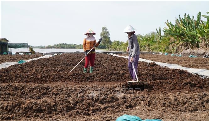 Nông dân Đồng Tháp “biến” rơm thành phân hữu cơ - Ảnh thời sự trong ...