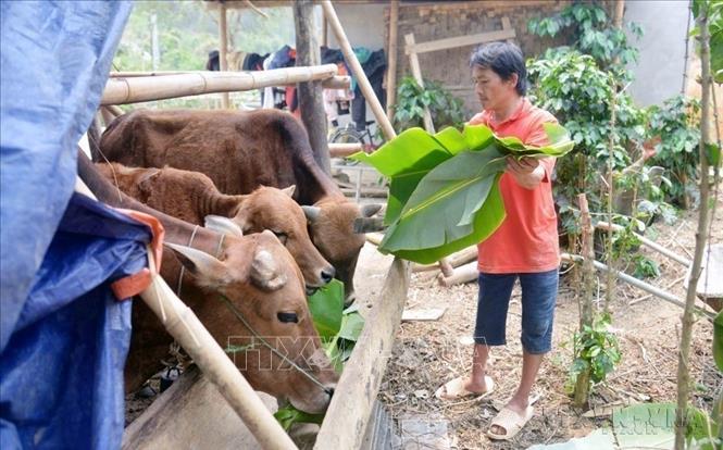 Anh Lò Văn Công, người khuyết tật ở bản Khoang, xã Chiềng Ngần, thành phố Sơn La chăm sóc đàn bò sinh sản của gia đình. Ảnh: Quang Quyết-TTXVN