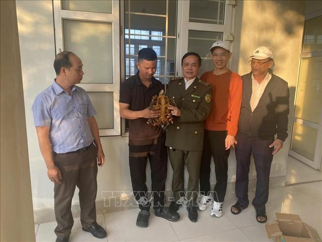 Các lực lượng chức năng tiếp nhận cá thể rùa núi viền thuộc nhóm nguy cấp, quý hiếm từ người dân. Ảnh: TTXVN phát