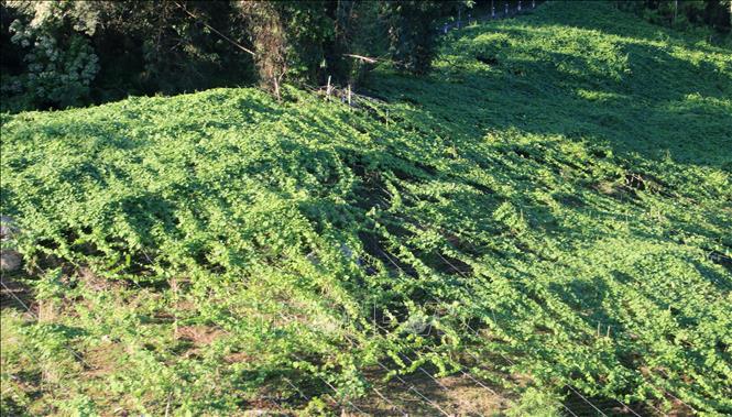 Những vườn su su xanh tốt, sai trĩu quả nằm vắt ngang những qua những con đường mòn quanh co dưới tán rừng lên núi Cấm. Ảnh: Công Mạo-TTXVN