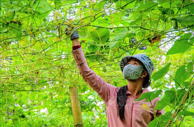 Người dân núi Cấm thu hoạch su nụ bán cho thương lái. Ảnh: Công Mạo-TTXVN