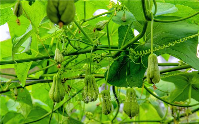 Những quả su nụ (chỉ lớn hơn 2 đầu ngón tay người lớn) khi luộc chín ăn rất ngọt, giòn dai, trở thành món ăn đặc sản, dân giã của vùng Bảy Núi An Giang. Ảnh: Công Mạo-TTXVN