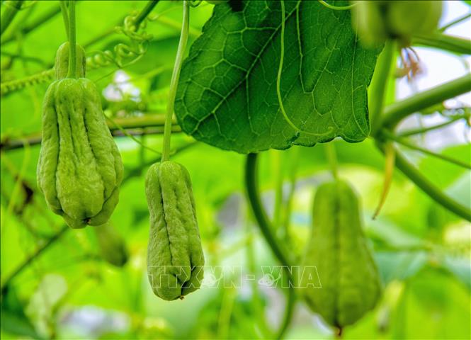 Xuyên qua những vườn su nụ màu xanh ngọc treo lơ lửng giữa không trung, tạo nên cảnh tượng huyền ảo như về miền cổ tích. Ảnh: Công Mạo-TTXVN