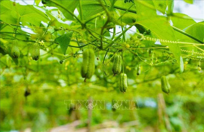 Từ tháng 9 đến tháng 2 năm sau, Núi Cấm bước vào mùa su nụ, mùa của màu xanh ngút ngàn, nơi thiên nhiên và con người cùng rộn ràng trong hơi thở của lộc non. Ảnh: Công Mạo-TTXVN