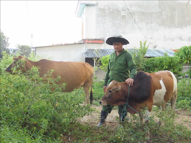 Nhờ bò cái sinh sản được hỗ trợ từ Chương trình mục tiêu Quốc gia giảm nghèo bền vững giai đoạn 2021 - 2025, gia đình ông A Phú (thôn Đăk Si, xã Dục Nông) đã thoát cận nghèo vào giữa năm 2025. Ảnh: Dư Toán – TTXVN