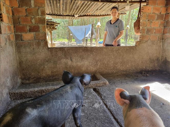 Nhờ bò cái sinh sản và đàn lợn được hỗ trợ từ Chương trình mục tiêu Quốc gia giảm nghèo bền vững giai đoạn 2021 - 2025, chị Y Pha (thôn Dục Nội, xã Dục Nông) đã thoát nghèo vào giữa năm 2024. Ảnh: Dư Toán – TTXVN