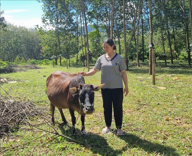 Nhờ bò cái sinh sản và đàn lợn được hỗ trợ từ Chương trình mục tiêu Quốc gia giảm nghèo bền vững giai đoạn 2021 - 2025, chị Y Pha (thôn Dục Nội, xã Dục Nông) đã thoát nghèo vào giữa năm 2024. Ảnh: Dư Toán – TTXVN
