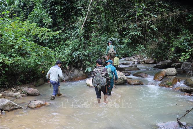 Những chuyến tuần tra, kiểm tra, bảo vệ rừng tại gốc của lực lượng kiểm lâm và người dân các tổ quản lý, bảo vệ rừng cộng đồng thường kéo dài từ 3 - 5 ngày. Ảnh: Xuân Tiến - TTXVN 