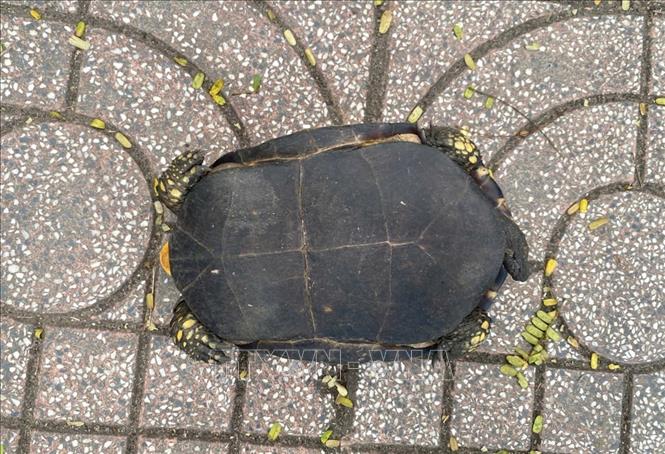 Đặc điểm nhận diện phần bụng của Rùa hộp trán vàng miền Bắc (tên khoa học là Cuora galbinifrons) vừa được thả về môi trường tự nhiên. Ảnh: TTXVN phát 