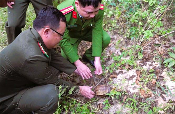 Thả cá thể Rùa hộp trán vàng miền Bắc quý hiếm về môi trường tự nhiên trong Khu bảo tồn thiên nhiên Pù Huống. Ảnh: TTXVN phát 