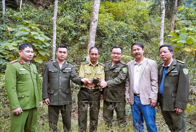 Đại diện Ban Quản lý Khu bảo tồn thiên nhiên Pù Huống cùng Hạt kiểm lâm Quỳ Hợp, Công an xã Qùy Hợp thả cá thể Rùa hộp trán vàng miền Bắc quý hiếm về môi trường tự nhiên trong chiều ngày 3/12/2025. Ảnh: TTXVN phát 