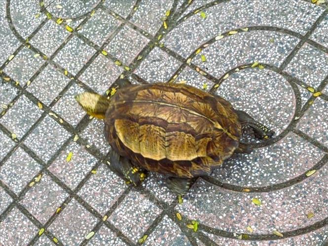 Cá thể Rùa hộp trán miền Bắc (tên khoa học là Cuora galbinifrons) nặng 0,7kg vừa được Ban Quản lý Khu bảo tồn thiên nhiên Pù Huống phối hợp với Hạt kiểm lâm Quỳ Hợp, Công an xã Qùy Hợp thả về môi trường tự nhiên. Ảnh: TTXVN phát 