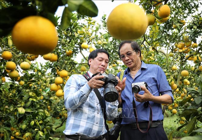 Các nhiếp ảnh gia tác nghiệp tại vùng cây ăn quả Phường Chũ, Phượng Sơn, Xã Lục Ngạn, Lục Sơn (Bắc Ninh). Ảnh: Danh Lam -TTXVN 