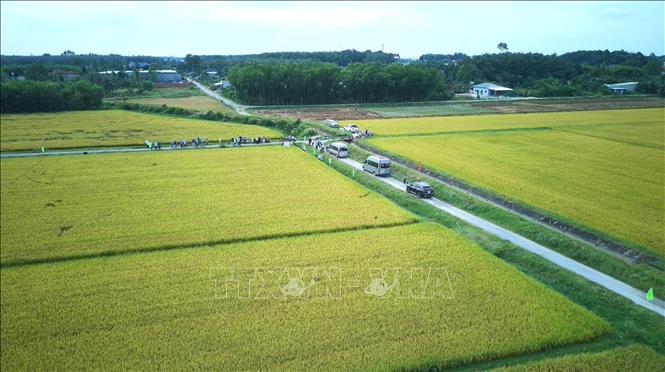 Tay Ninh province has approved the planning area for high-yield and high-quality rice cultivation in the province with a total area of 124,000 hectares. VNA Photo: Minh Phú