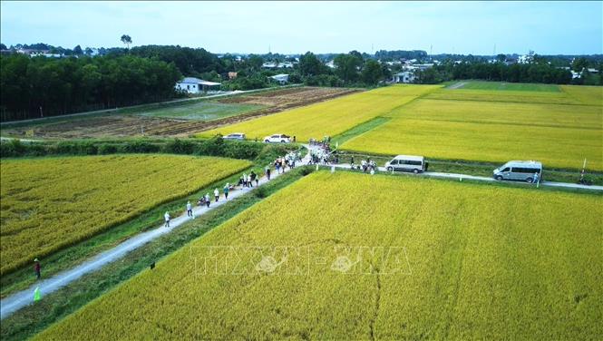 A large area in Tay Ninh province planting TBR97 rice variety. VNA Photo: Minh Phú 