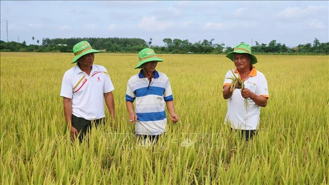 The TBR97 rice variety possesses many outstanding advantages such as strong plants, good resistance to pests and diseases, high yield, contributing to increasing farmers' income and meeting the orientation of sustainable rice production. VNA Photo: Minh Phú