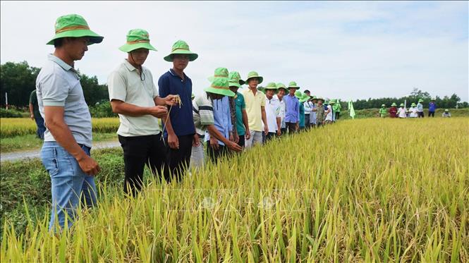 Farmers visit the TBR97 rice model field in Gia Loc ward, Tay Ninh province. VNA Photo: Minh Phú