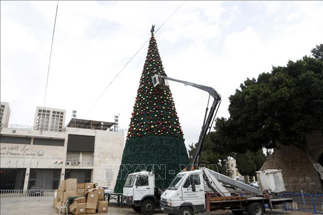 Trang hoàng cây thông Giáng sinh tại quảng trường Manger ở Bethlehem, Bờ Tây, ngày 25/11/2025. Ảnh: THX/TTXVN