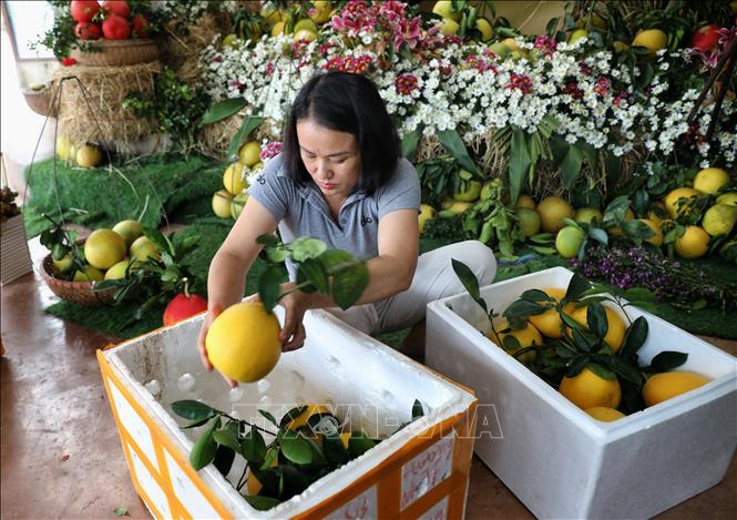 Cam bưởi được thu hoạch chuẩn bị cho lễ hội hoa quả. Ảnh: Danh Lam -TTXVN 